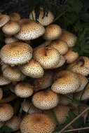 Pholiota squarrosa (Vahl) P. Kumm. 1871 resmi