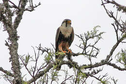 Plancia ëd Falco femoralis Temminck 1822