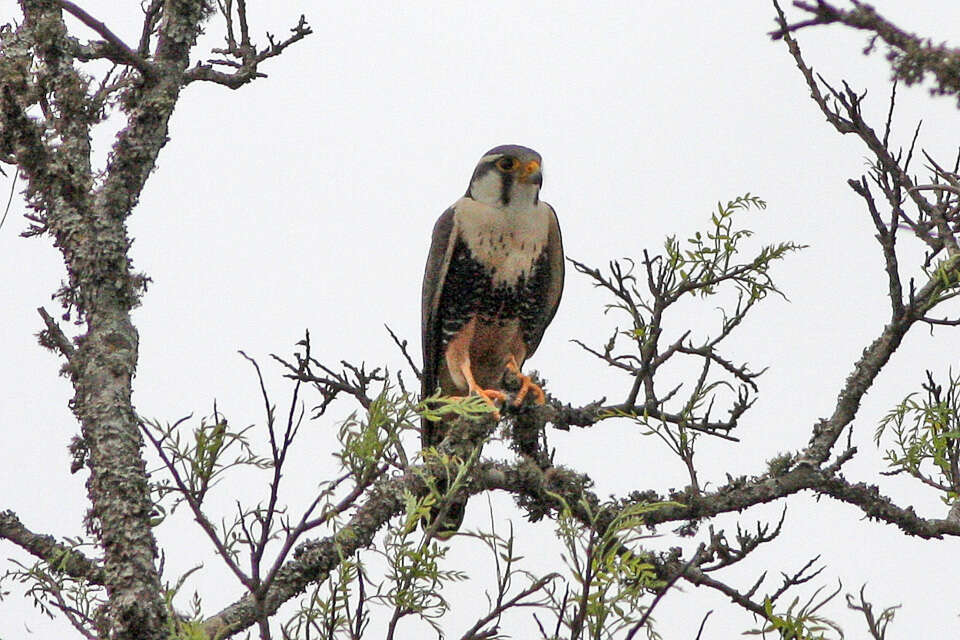 Falco femoralis Temminck 1822 resmi