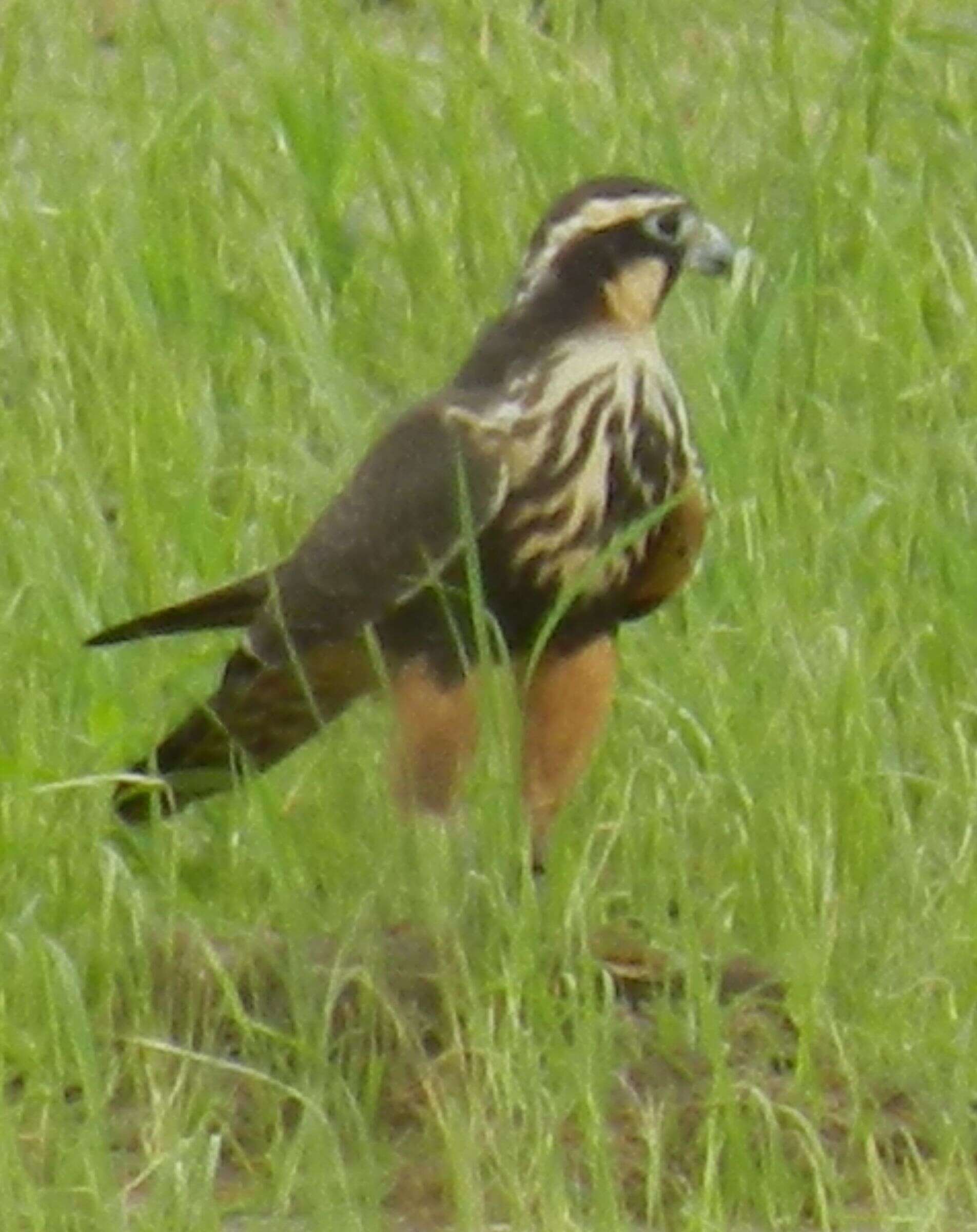 Слика од Falco femoralis Temminck 1822