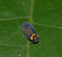 Image of Plectoderes (Plectoderes) collaris Coquebert de Montbret 1801