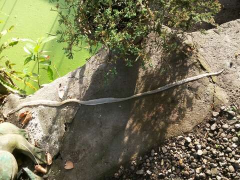 Image of Northern Philippine Cobra