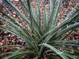 Image of redflower false yucca