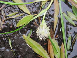 Image of Northern Burr-Reed