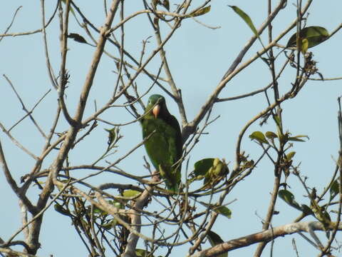 Image of Golden-winged Parakeet