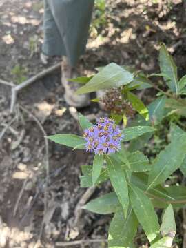 Image of Aster albescens (DC.) Wall. ex Hand.-Mazz.