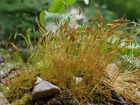 Image of <i>Streblotrichum enderesii</i>