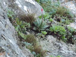 Aloe succotrina Weston resmi