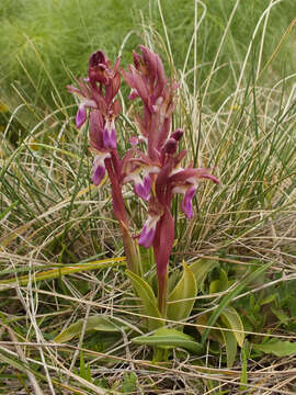 Image of Red Orchid