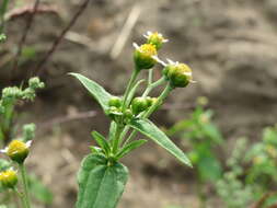 Galinsoga parviflora Cav. resmi