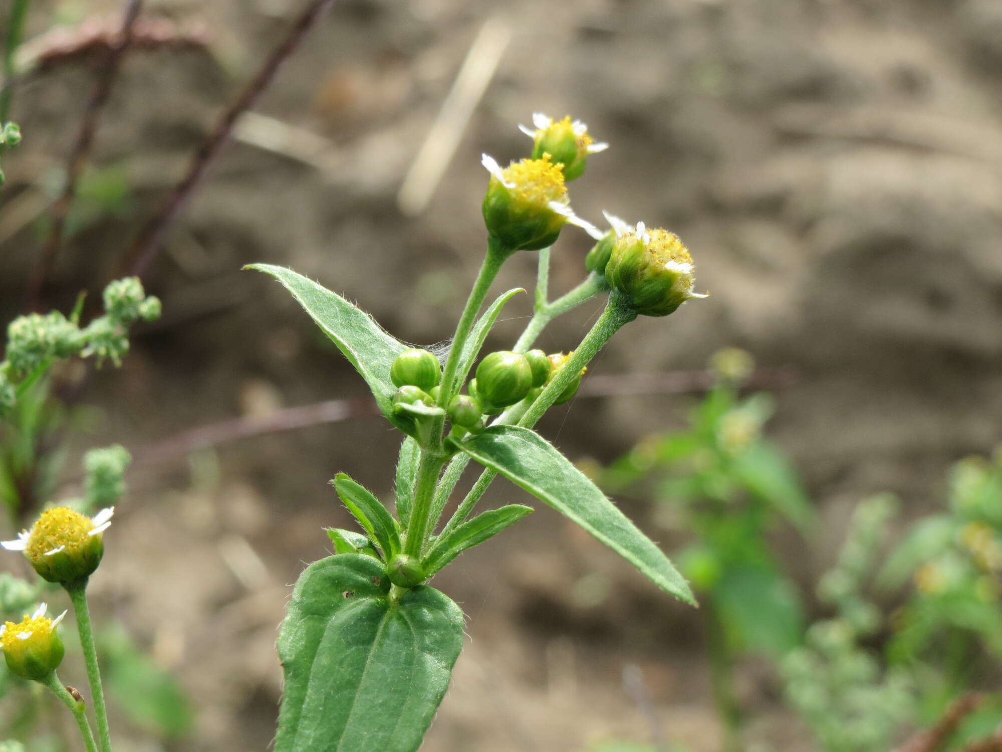 Galinsoga parviflora Cav. resmi