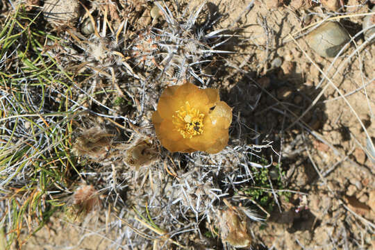 Image of Pterocactus australis (F. A. C. Weber) Backeb.