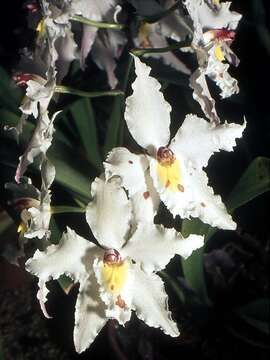 Image de Odontoglossum