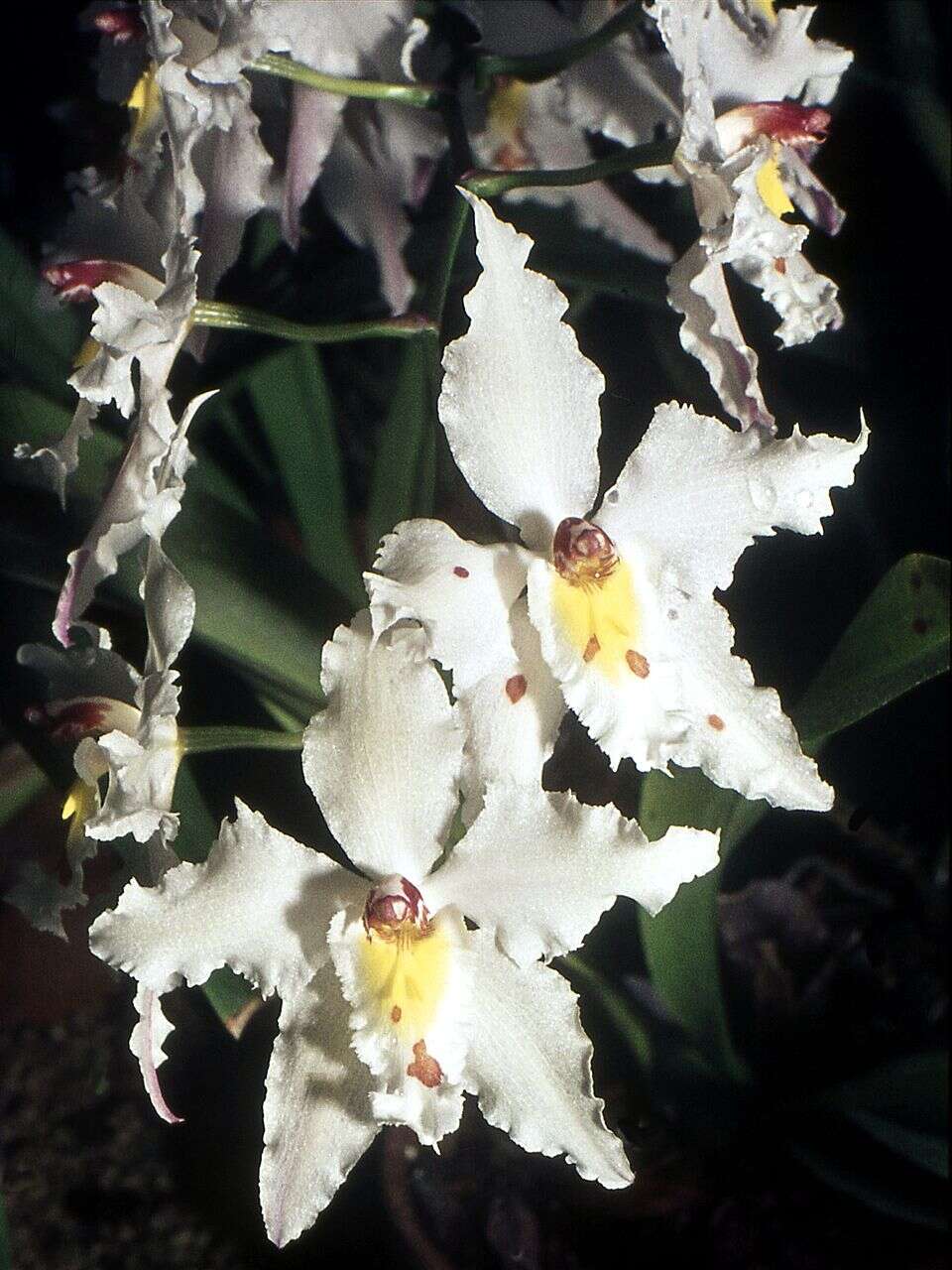 Plancia ëd Odontoglossum