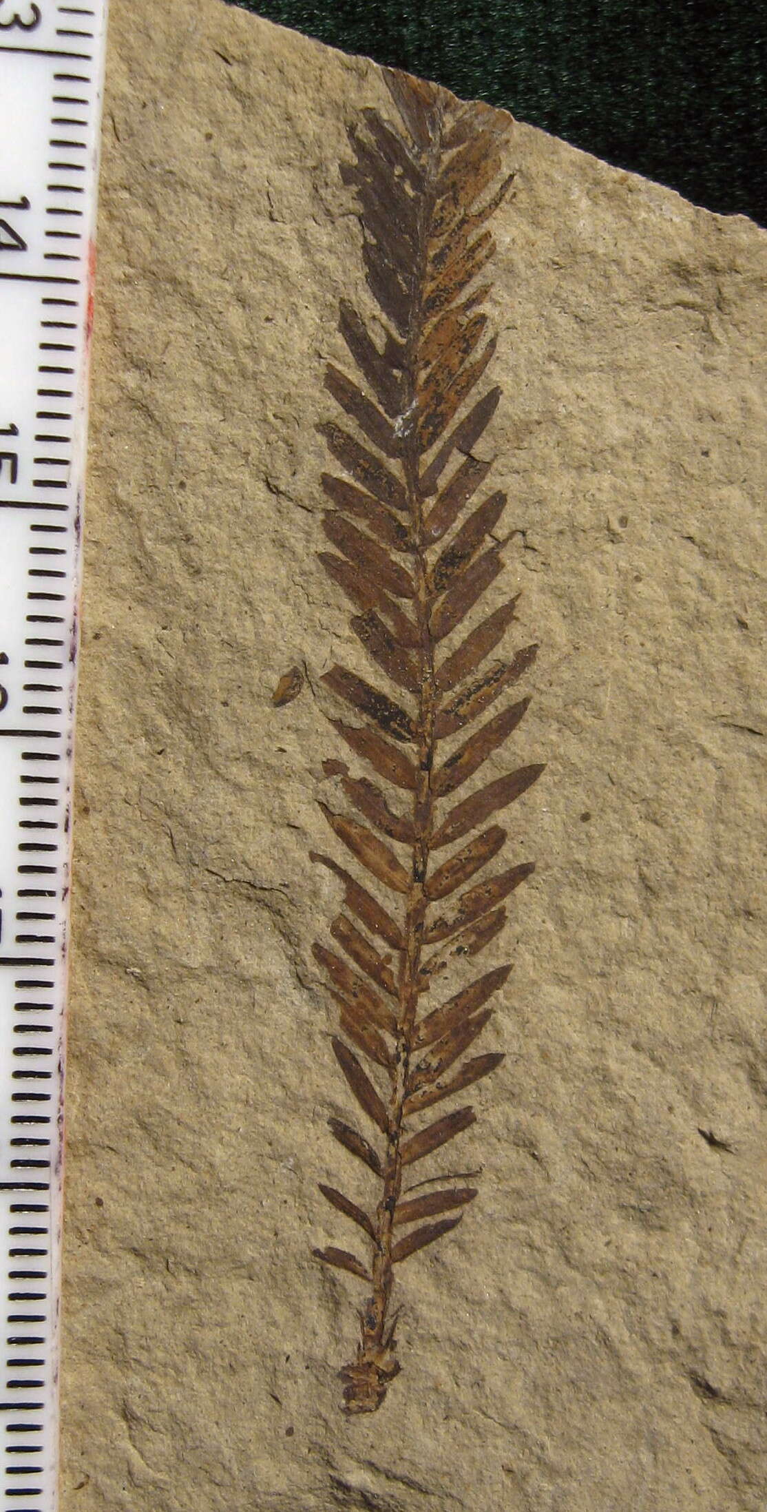 Image of Metasequoia occidentalis