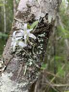 Image of Mystacidium capense (L. fil.) Schltr.