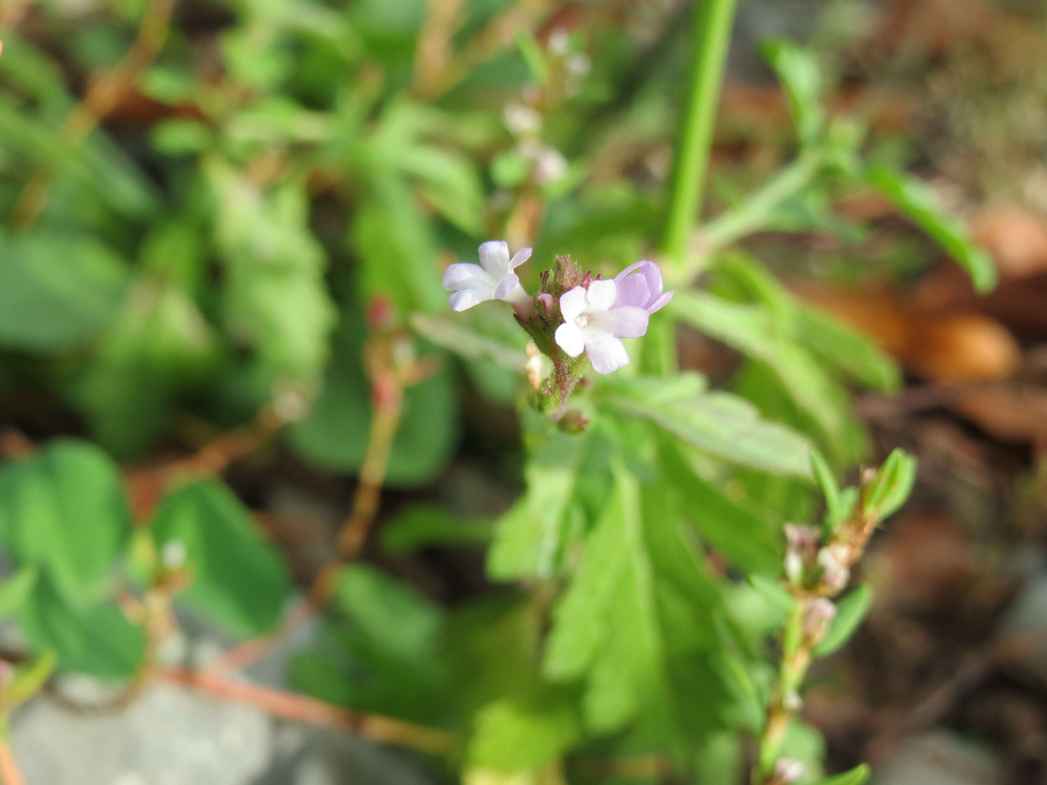 Image of herb of the cross