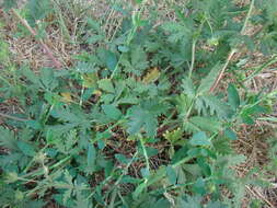 Image of Potentilla conferta Bunge