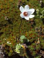 Image of Forstera sedifolia Forst. fil.