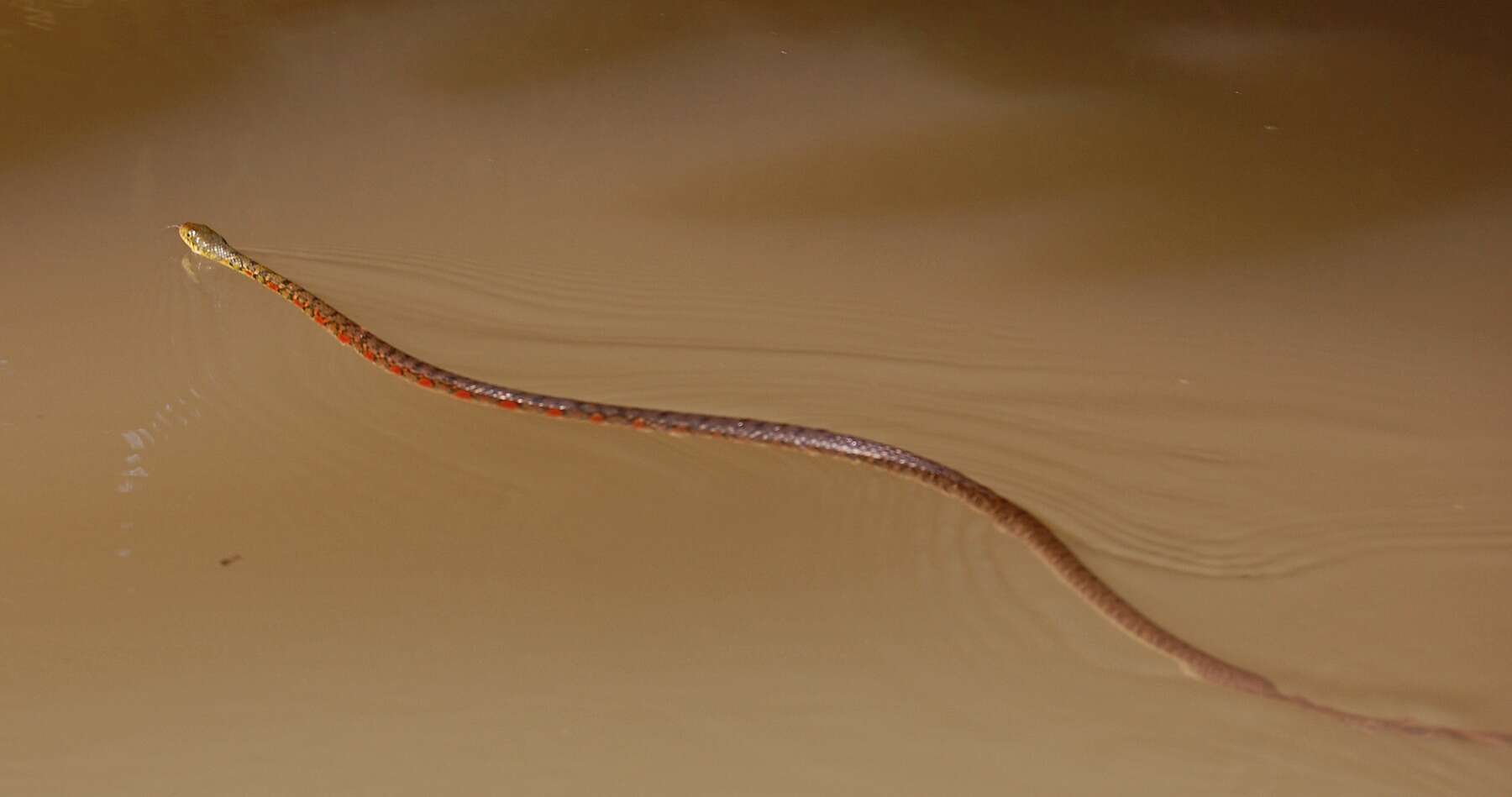 Image of Red-sided Keelback Water Snake