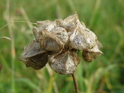 Image of european mallow