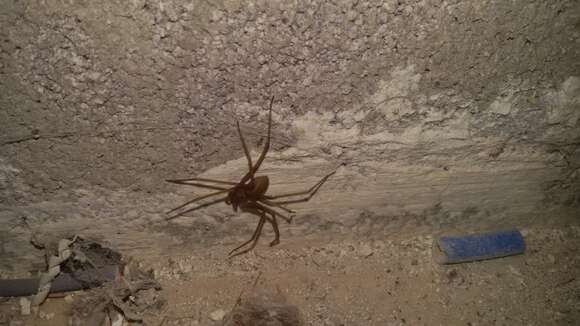 Image of Mediterranean recluse spiderman