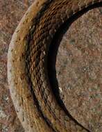 صورة Rhabdophis subminiatus (Schlegel 1837)