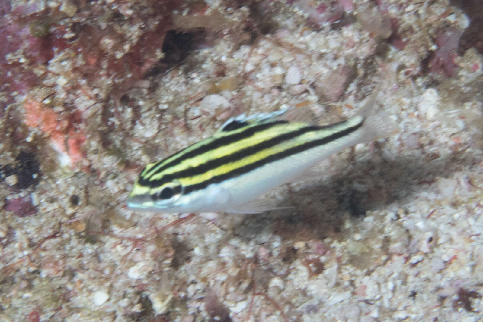 Image of two-lined monocle bream