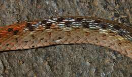 صورة Rhabdophis subminiatus (Schlegel 1837)