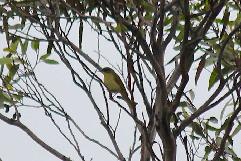 صورة Lichenostomus cratitius (Gould 1841)