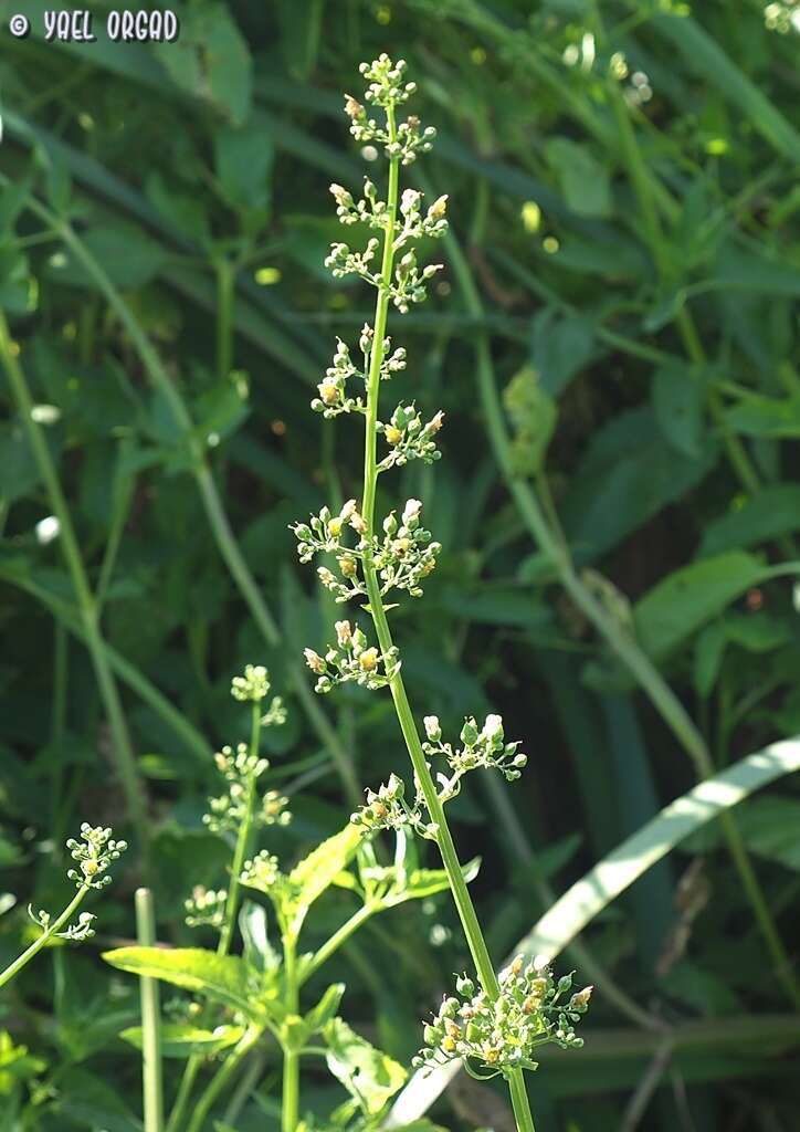 Scrophularia macrophylla Boiss. resmi