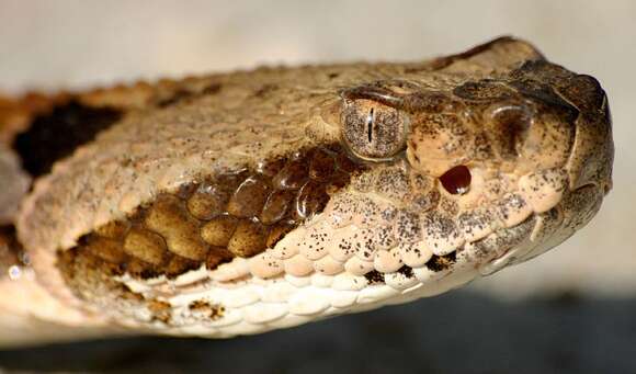 Image of Timber Rattlesnake