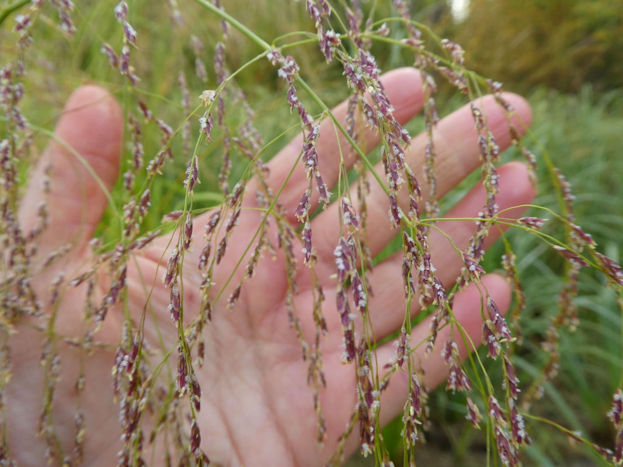 Image of Glyceria lithuanica (Gorski) Gorski