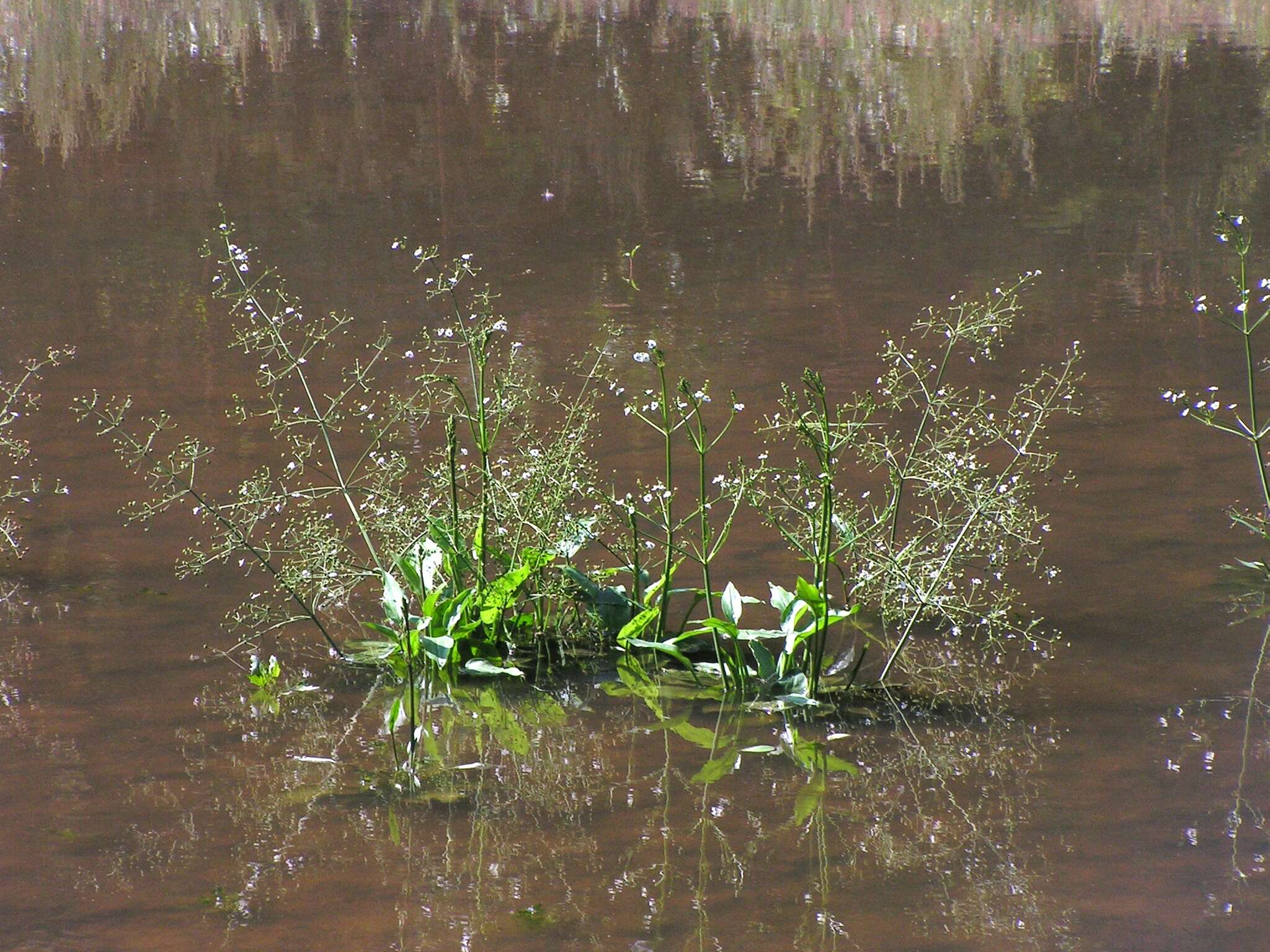 Image of Common Water-plantain