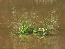 Image of Common Water-plantain