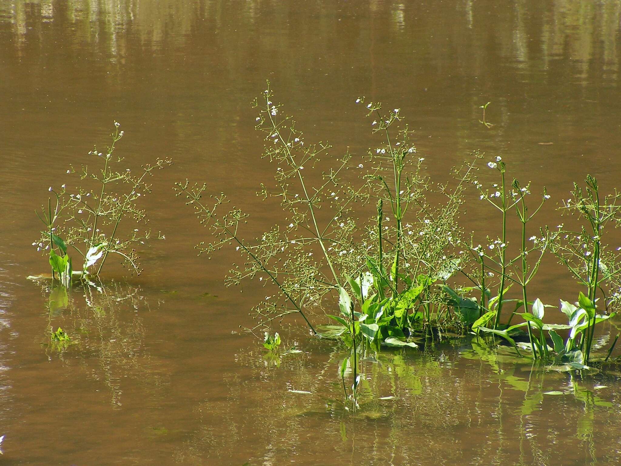 Image of Common Water-plantain