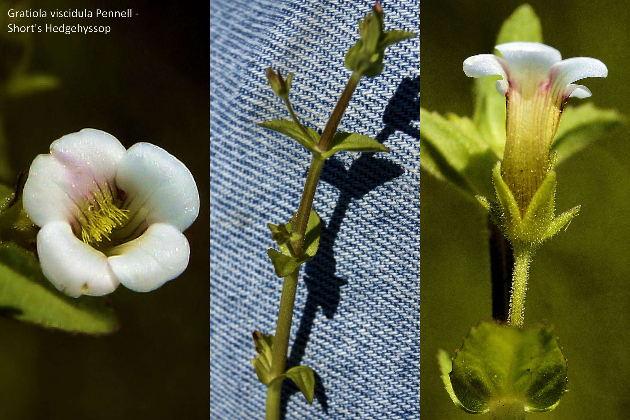 Plancia ëd Gratiola viscidula Pennell