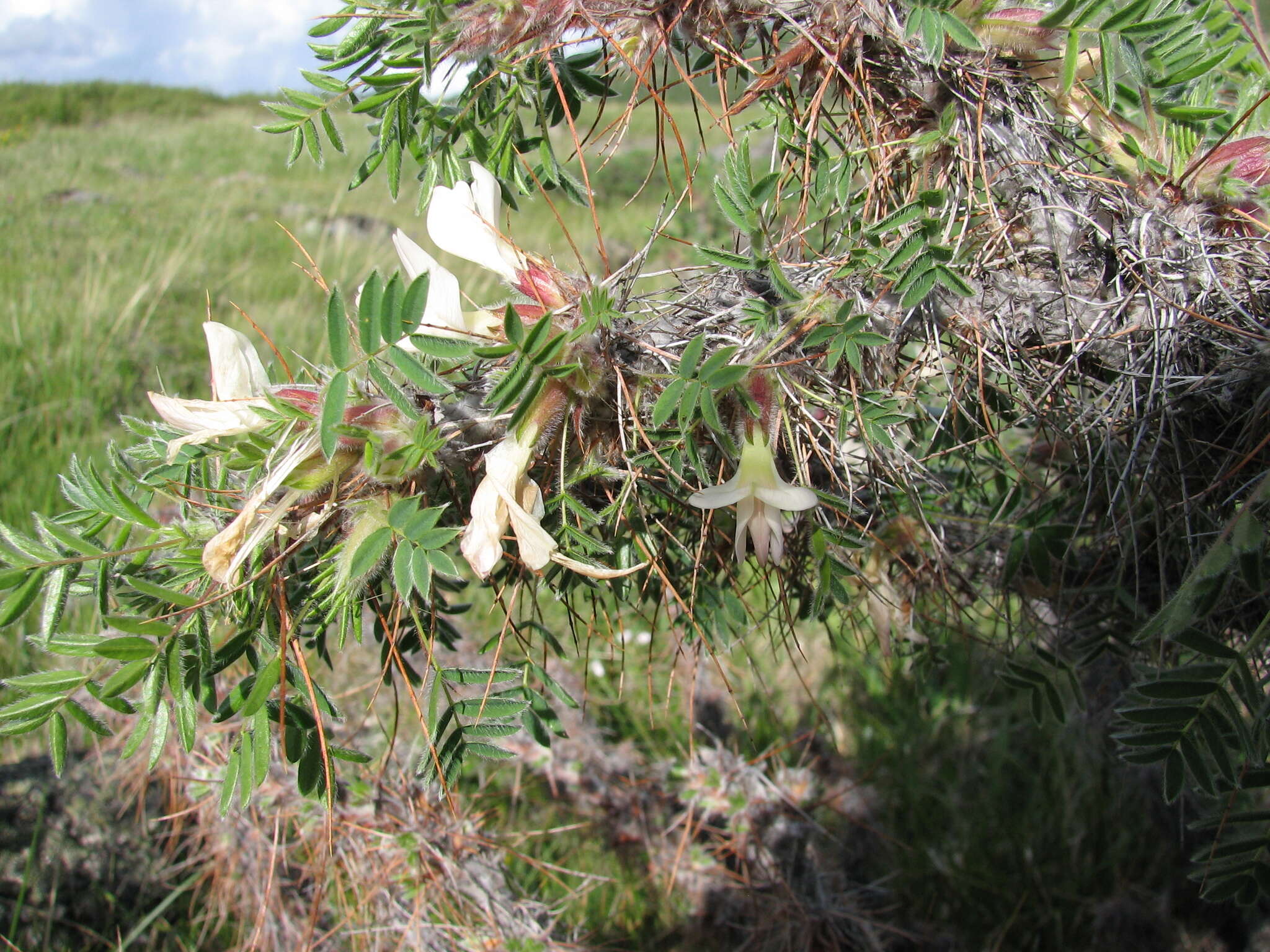 Image of Shag-Shine Peashrub