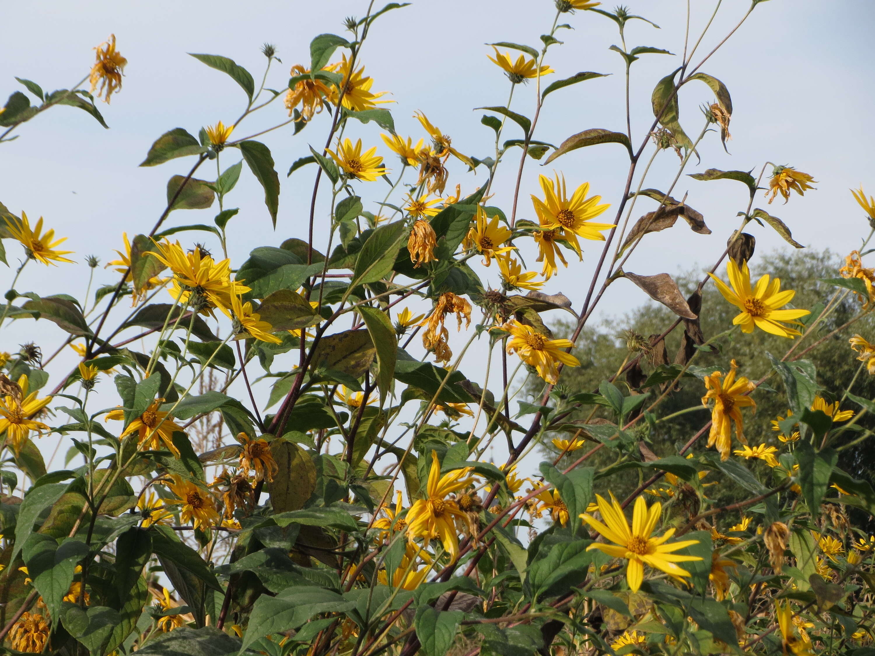 Image of Jerusalem artichoke