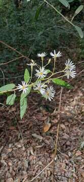 Olearia nernstii F. Müll. resmi