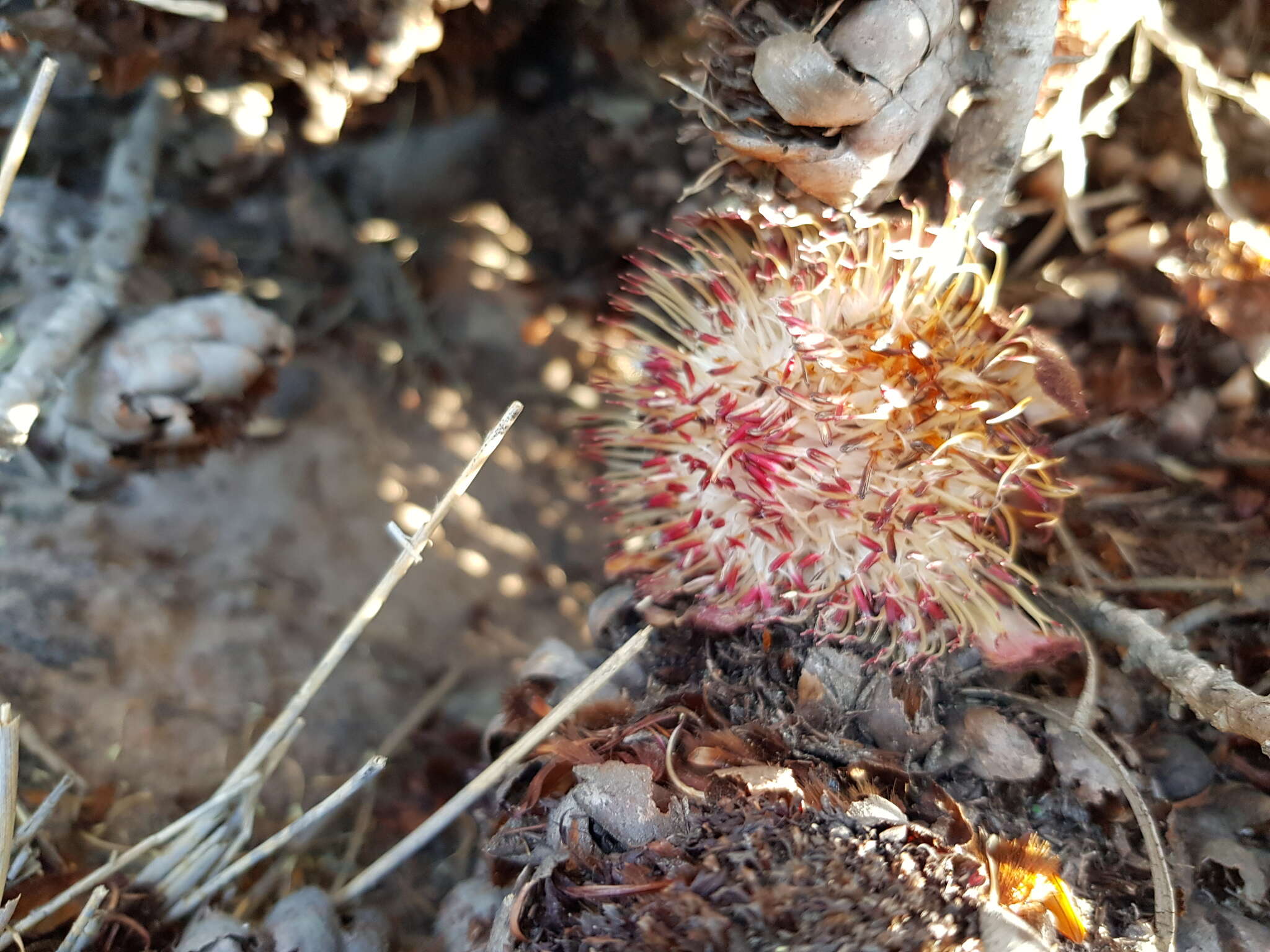 Image of Patent-leaf protea