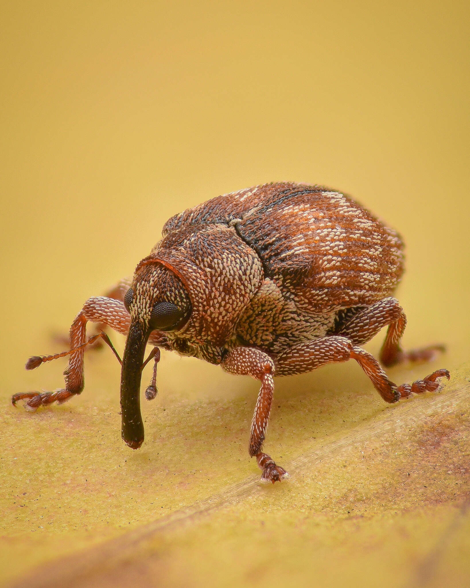 Coeliodes rana (Fabricius & J. C. 1787) resmi