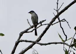 Image of Ashy Minivet