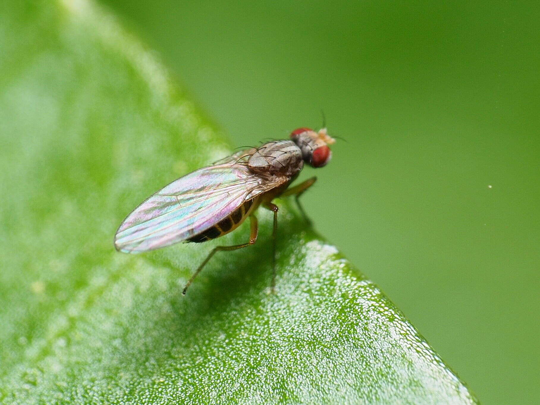 Image of Pomace fly