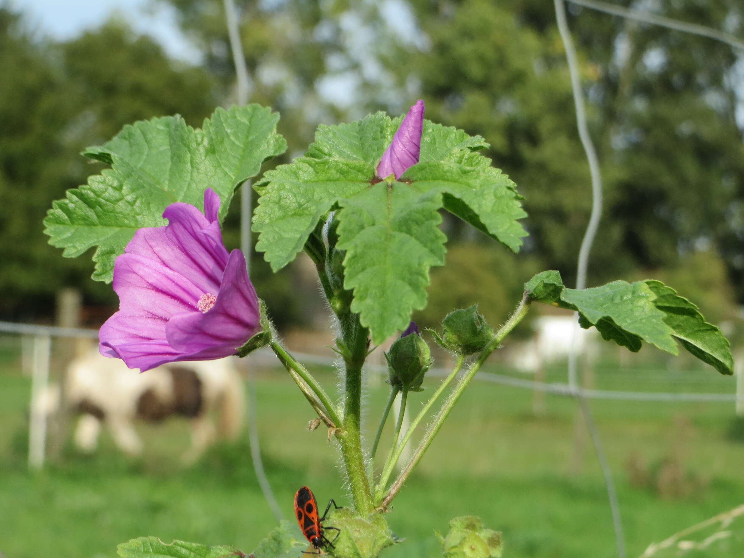 Image of high mallow