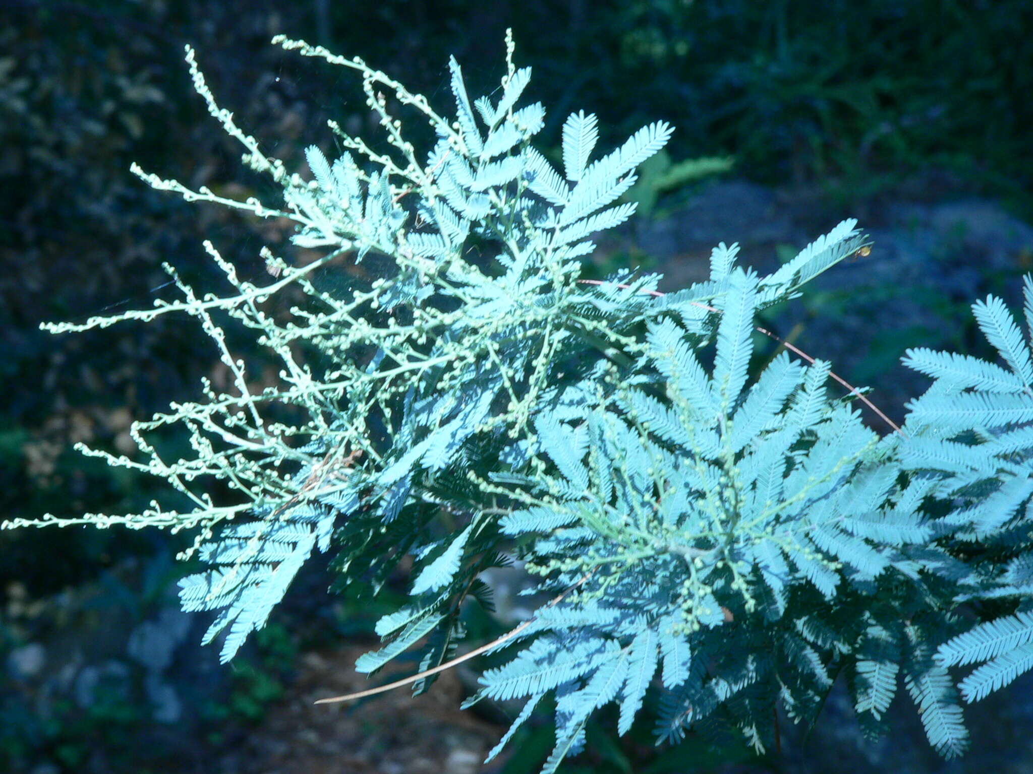 Image of cootamundra wattle