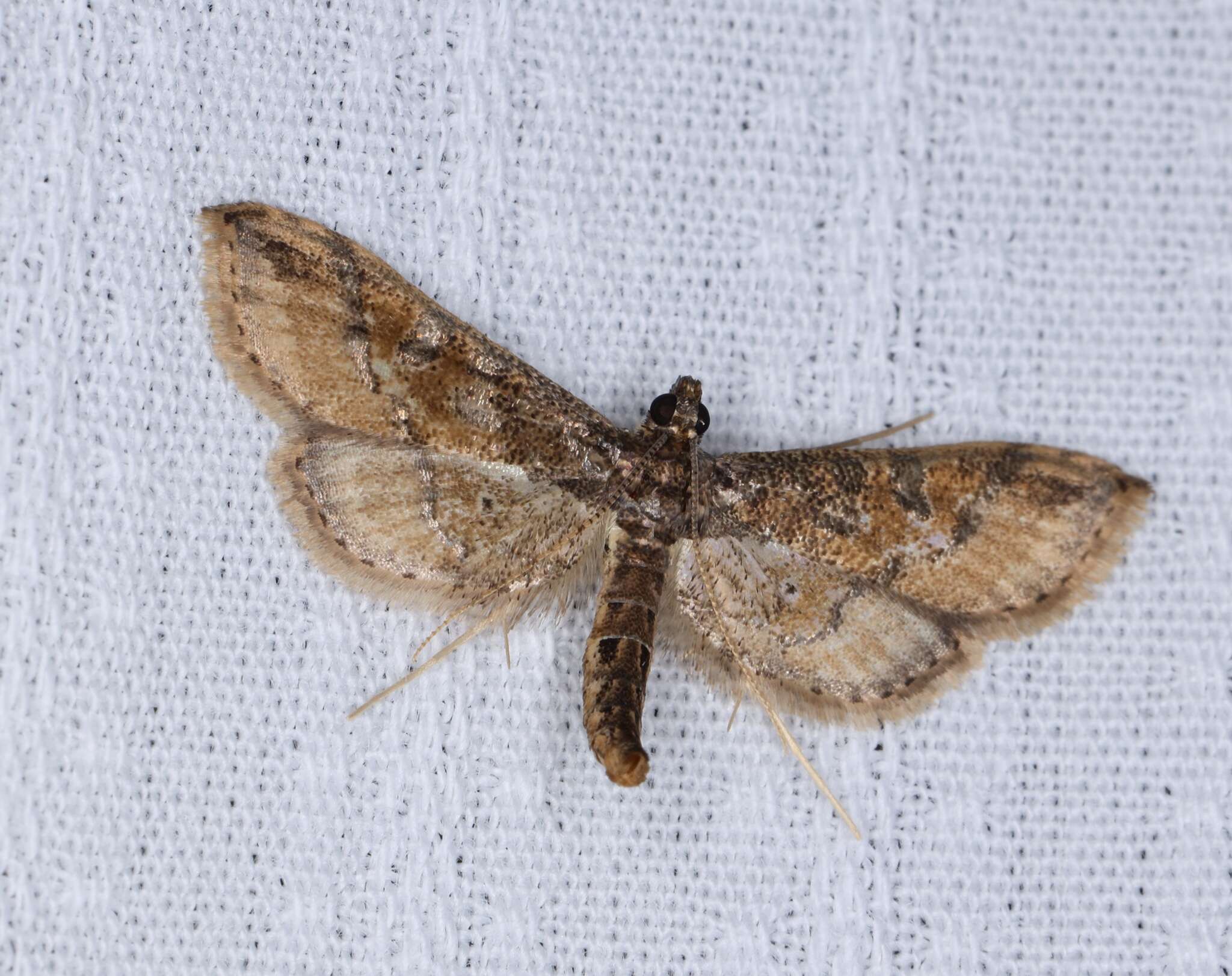 Image of Ornate Hydriris Moth