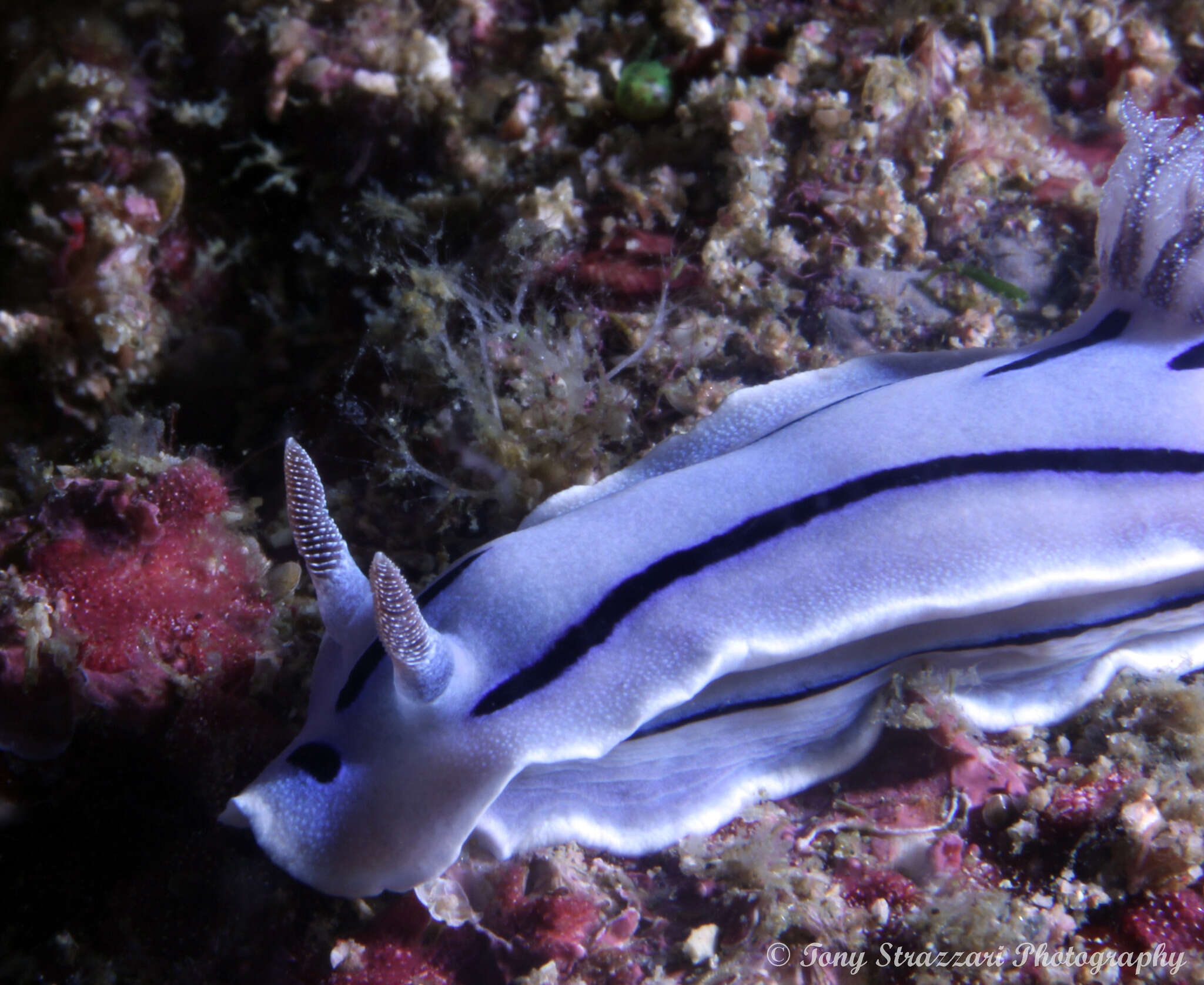 Image of Wallans grey and black slug