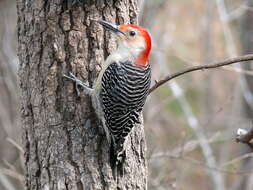 Image of Red-bellied Woodpecker