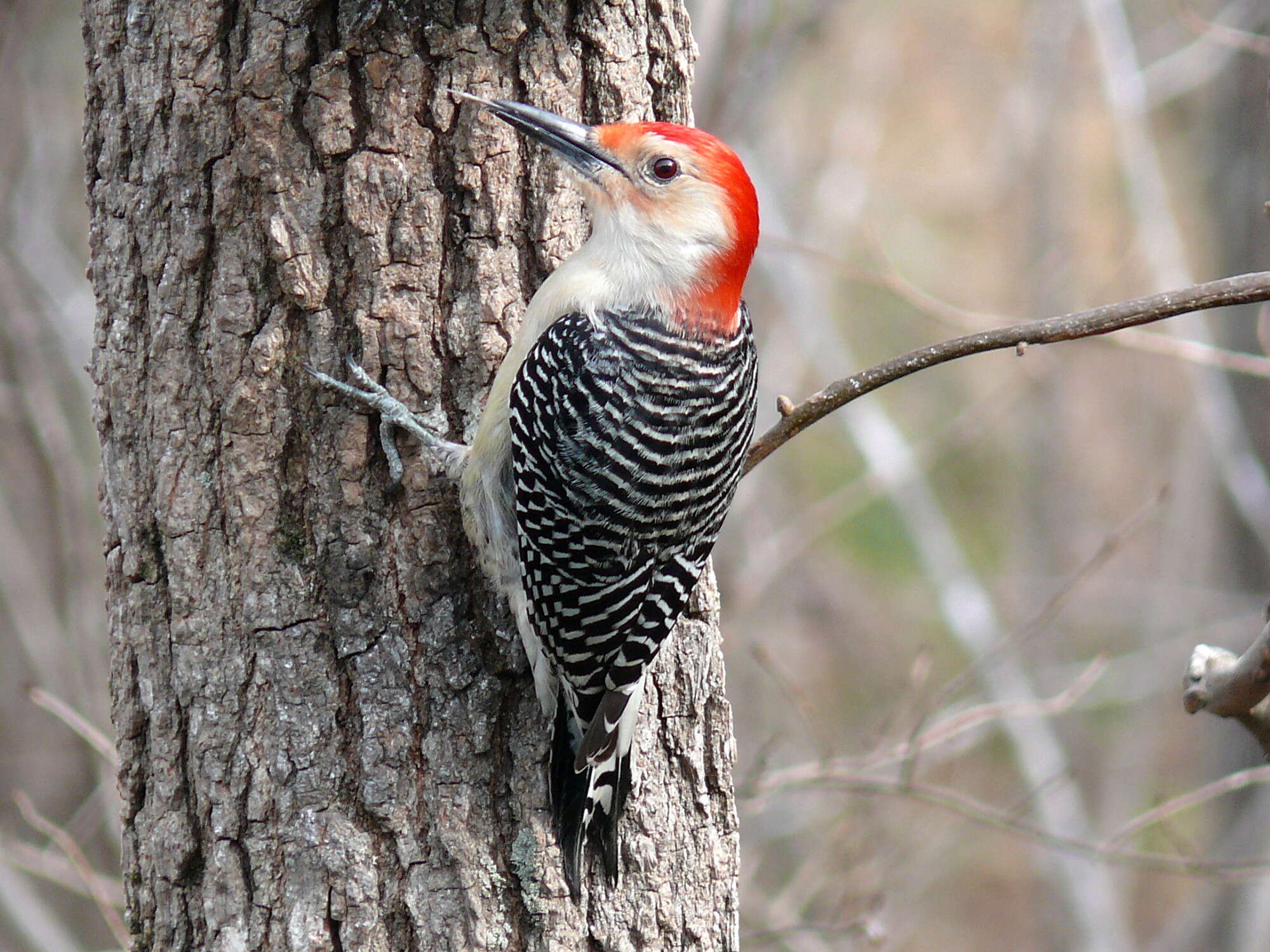 Image of Red-bellied Woodpecker